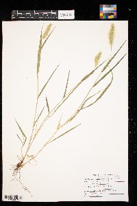 Setaria pumila image