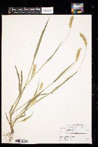Setaria pumila image