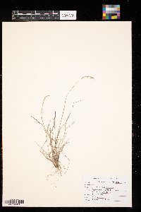 Phippsia algida image