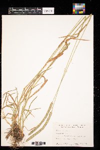 Phleum pratense image