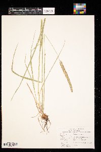 Phleum pratense image