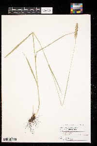 Phleum pratense image
