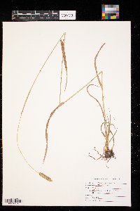 Phleum pratense image