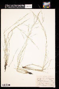 Puccinellia nuttalliana image