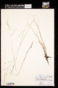 Puccinellia nuttalliana image