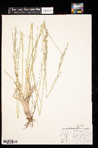 Schedonorus arundinaceus image