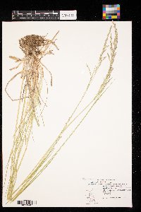 Schedonorus arundinaceus image