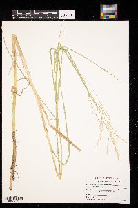 Scolochloa festucacea image