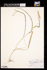 Setaria pumila image