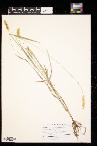 Setaria pumila image