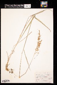 Sorghastrum nutans image