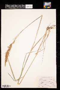 Sorghastrum nutans image