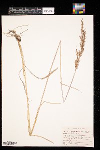 Sorghastrum nutans image