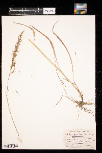 Sorghastrum nutans image