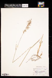 Sorghastrum nutans image