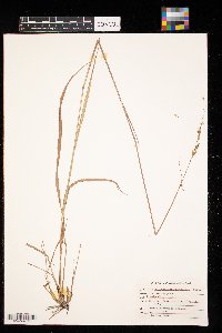 Sorghastrum nutans image