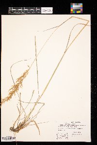 Sorghastrum nutans image