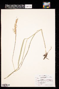 Sorghastrum nutans image