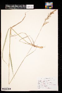 Sorghastrum nutans image