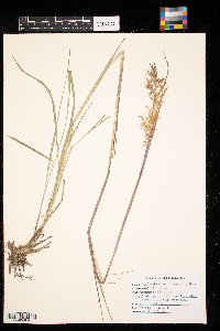 Sorghastrum nutans image