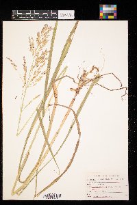 Sorghum halepense image