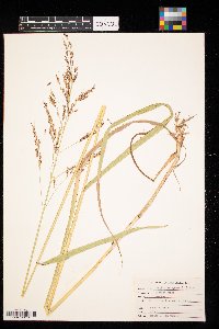 Sorghum halepense image