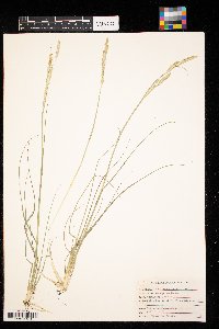 Spartina gracilis image
