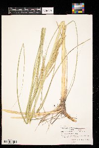 Spartina pectinata image