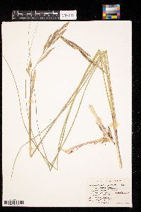 Spartina pectinata image