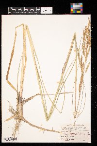 Spartina pectinata image