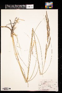 Spartina pectinata image