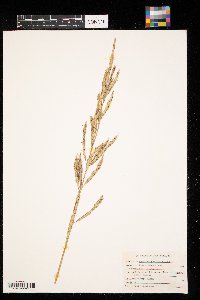 Spartina pectinata image