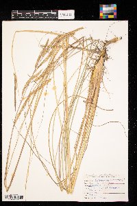 Spartina pectinata image