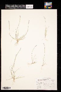 Sporobolus neglectus image