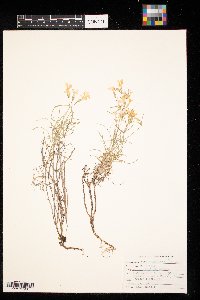 Phlox multiflora image