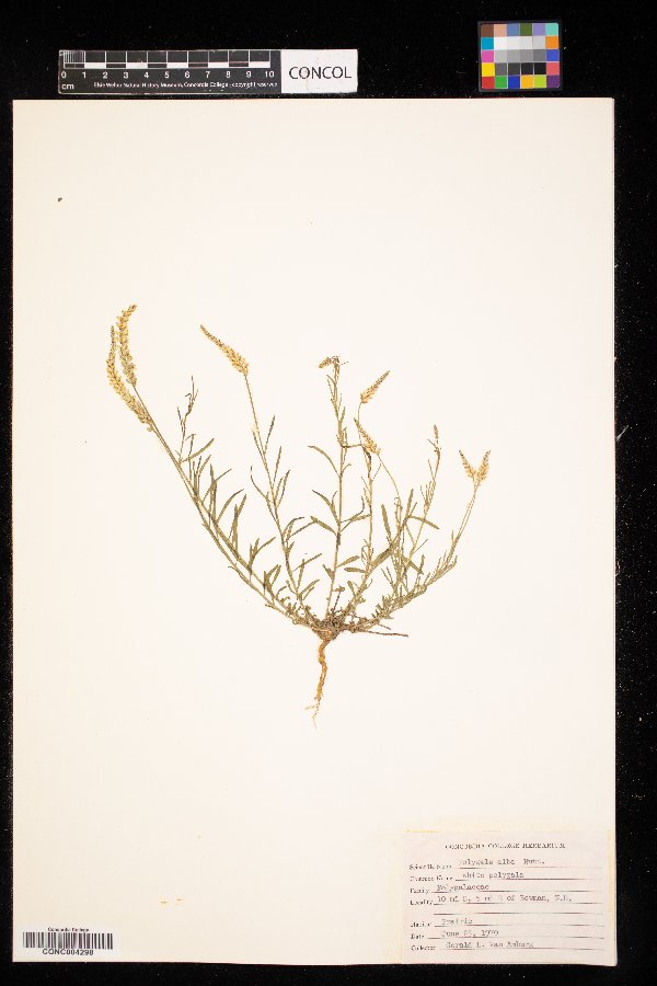 Polygala alba image