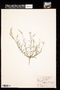 Image of Polygala alba