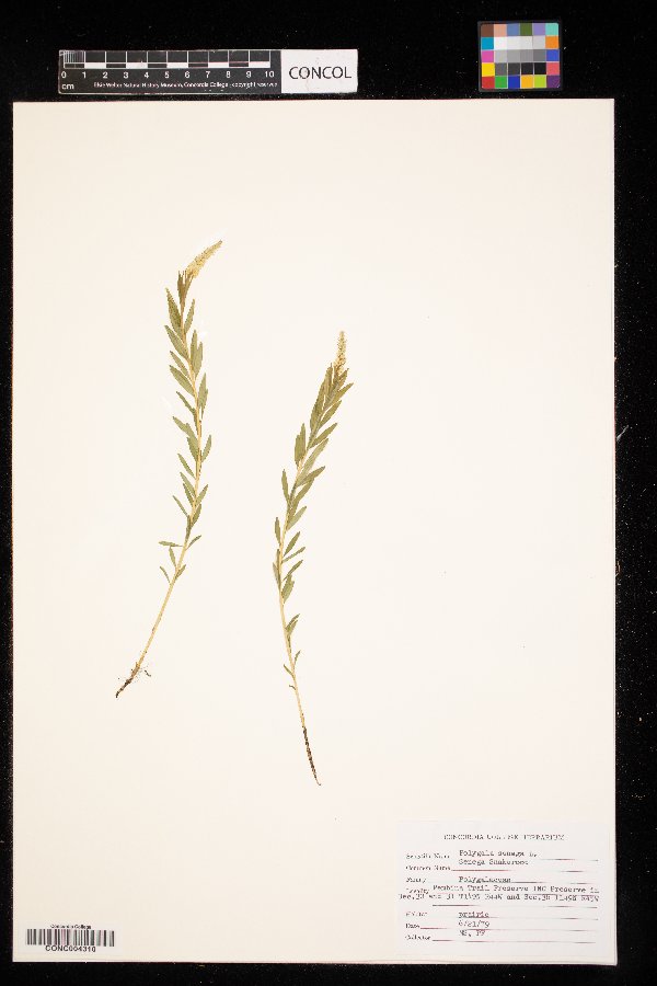 Polygala image