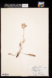 Thumbnail image of current specimen