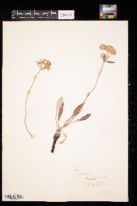 Thumbnail image of current specimen