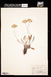 Eriogonum flavum image