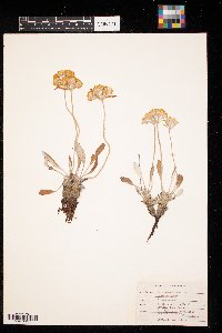 Thumbnail image of current specimen