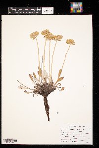 Thumbnail image of current specimen