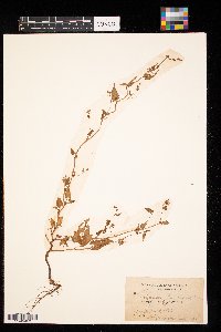 Fallopia convolvulus image