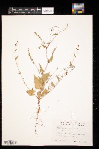 Fallopia convolvulus image