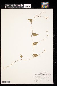 Fallopia convolvulus image