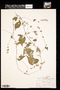 Fallopia convolvulus image