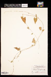 Fallopia convolvulus image