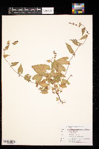 Fallopia convolvulus image