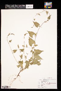 Fallopia convolvulus image